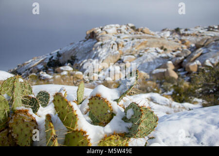 Schneefall auf-Cactus entlang der Barker Dam Trail. Stockfoto