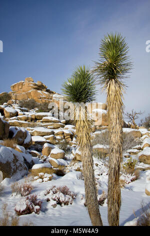 Schneefall auf - Joshua Bäume entlang der Barker Dam. Stockfoto