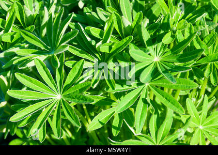 Abstrakte grüner Hintergrund aus den Blättern von Lupin. Laub von Lupin im Frühjahr Stockfoto