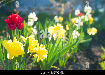 Frühlingsblumen Narzissen und Tulpen blühen im Garten auf einem Blumenbeet. Frühling Landschaft mit blühenden Narzissen Blumen. blur Hintergrund Stockfoto