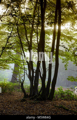 Misty Morning, Herbst Sonnenlicht versuchen, durch den Dunst und Nebel zu brennen, in einer britischen Wälder. Stockfoto