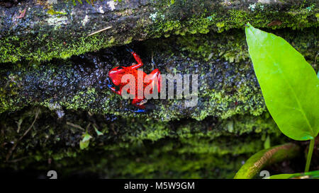 Erdbeere dart Frog im Wald von Costa Rica Stockfoto