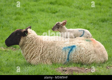 Feder Lamm schlafend auf dem Rücken der Mutter Schafe auf einer landwirtschaftlichen Nutzfläche in East Devon Stockfoto