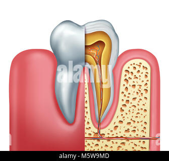 Anatomie der menschlichen Zahn Zahnheilkunde medizinische Konzept als Querschnitt einer molaren mit Nerven und Wurzelbehandlung Symbol als 3D-Darstellung. Stockfoto