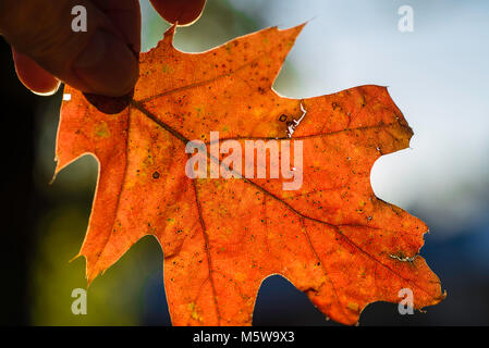 Orange Herbst Eichenlaub in Fingern statt isoliert zurück gegen herbst himmel von sanften Blau und Grün leuchtet Stockfoto