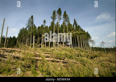 Schäden durch Sturm nach dem Sturm Kyrill im Jahr 2007, Meinerzhagen, Nordrhein-Westfalen, Deutschland, Europa Stockfoto