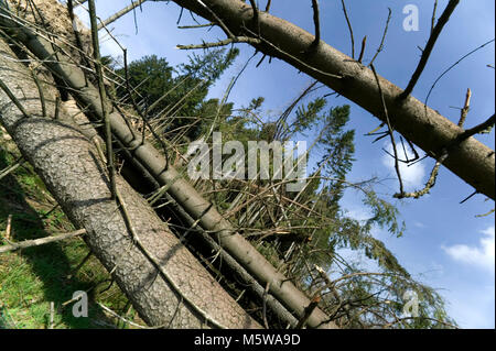 Schäden durch Sturm nach dem Sturm Kyrill im Jahr 2007, Meinerzhagen, Nordrhein-Westfalen, Deutschland, Europa Stockfoto