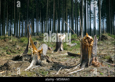 Schäden durch Sturm nach dem Sturm Kyrill im Jahr 2007, Meinerzhagen, Nordrhein-Westfalen, Deutschland, Europa Stockfoto