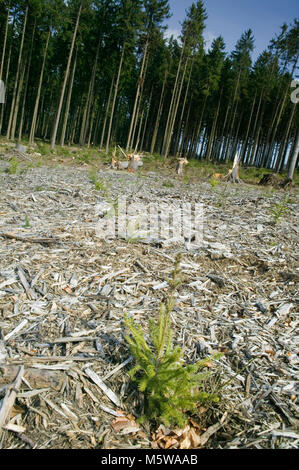 Schäden durch Sturm nach dem Sturm Kyrill im Jahr 2007, Meinerzhagen, Nordrhein-Westfalen, Deutschland, Europa Stockfoto