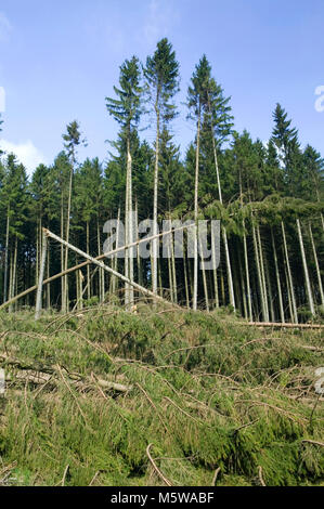 Schäden durch Sturm nach dem Sturm Kyrill im Jahr 2007, Meinerzhagen, Nordrhein-Westfalen, Deutschland, Europa Stockfoto