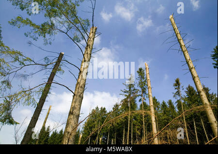 Schäden durch Sturm nach dem Sturm Kyrill im Jahr 2007, Meinerzhagen, Nordrhein-Westfalen, Deutschland, Europa Stockfoto