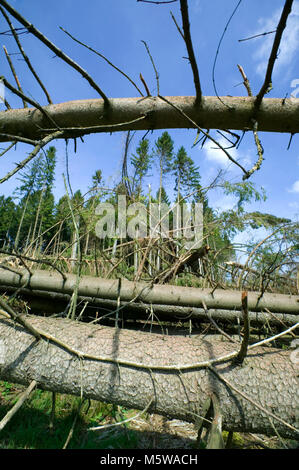 Schäden durch Sturm nach dem Sturm Kyrill im Jahr 2007, Meinerzhagen, Nordrhein-Westfalen, Deutschland, Europa Stockfoto