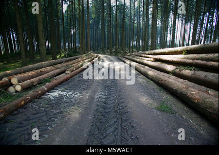 Schäden durch Sturm nach dem Sturm Kyrill im Jahr 2007, Meinerzhagen, Nordrhein-Westfalen, Deutschland, Europa Stockfoto