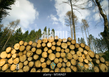 Schäden durch Sturm nach dem Sturm Kyrill im Jahr 2007, Meinerzhagen, Nordrhein-Westfalen, Deutschland, Europa Stockfoto