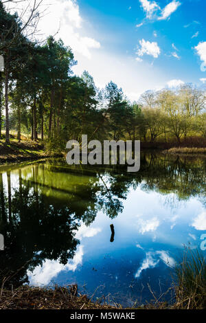 Bäume und Himmel spiegelt im Teich Wasser. Stockfoto