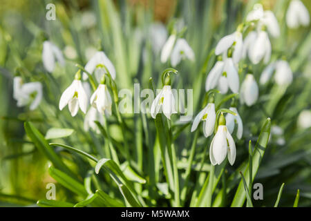 Snowdrop Blumen, im Februar in South West England, Großbritannien Stockfoto
