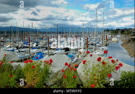 Mohnblumen bei Comox Marina, Comox, Vancouver Island, British Columbia, Kanada. Stockfoto