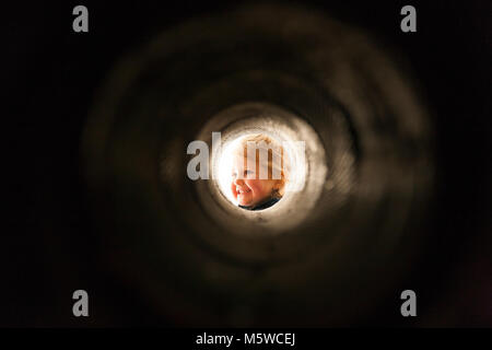 Kind/kid/Besuch HMS Warrior durch barrel Armstrong gezogenen Hinterteil laden Gun Übersicht durchforsten Twist gesehen. Portsmouth Historic Dockyard UK Stockfoto