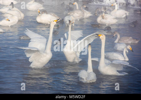 Schöne weiße Keuchhusten Schwäne Stockfoto