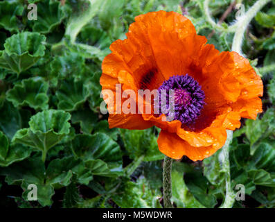 Mohnblüte in Bloom mit Wassertropfen auf Blüten sichtbar Stockfoto