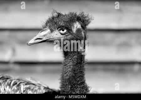 Im Park von Australien der Freien emu Vogel und den Hintergrund Stockfoto