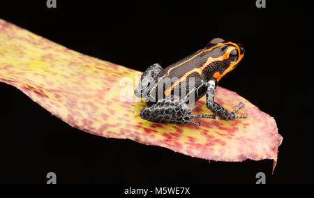 Poison dart Frog, Ranitomeya Imitator, Yumbatos. Eine kleine giftige Regenwald Tier aus den tropischen Regenwald des Amazonas in Peru. Stockfoto