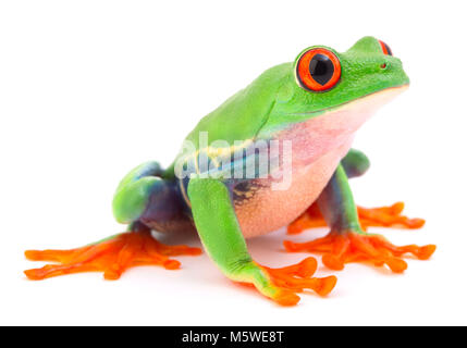 Red Eyed Monkey Tree Frog, eine tropische Tier aus dem Regenwald in Costa Rica auf weißem Hintergrund. Das AMPHIBIAN ist eine bedrohte Spezies Stockfoto