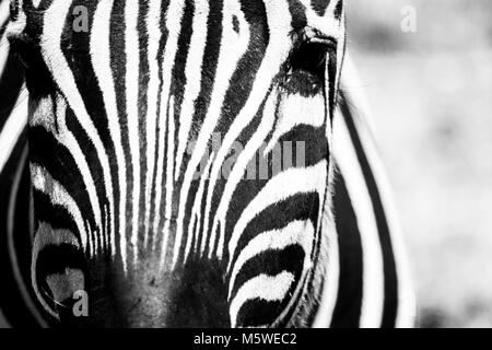Zebra Gesichtsbehandlung close up in Schwarz und Weiß mit hohem Kontrast Stockfoto