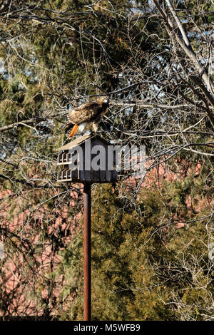 Redtailed Hawk thront auf einem Vogelhaus auf der Suche nach der nächsten Mahlzeit, Oklahoma, Februar 2018 Stockfoto
