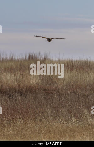 Eine nördliche Harrier jagt für seine Mahlzeit innerhalb der Gräser der Ebenen in der Nähe von Salt Plains National Wildlife Refuge, Oklahoma, Februar 2018 Stockfoto