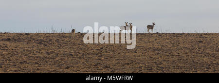 White-Tailed Deer stehen auf dem RIDGELINE am Tallgrass Prairie Preserve in Pawhuska, Oklahoma, Februar 2018 Stockfoto