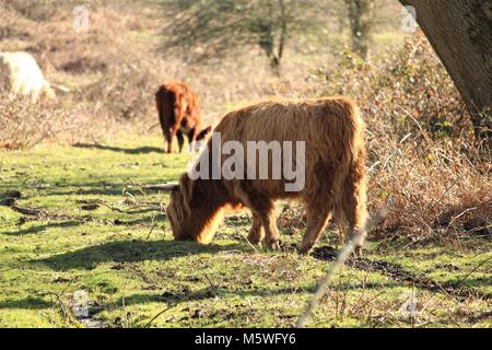 Highland Cattle (Bos taurus) Beweidung in Britischen Wälder. Großbritannien Stockfoto