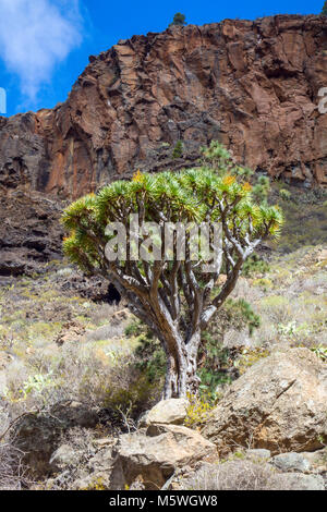 Drachenbaum wachsen in Fels Schlucht, Guia de Isora, Teneriffa Stockfoto
