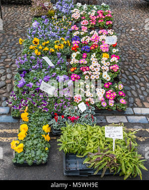 Eine bunte Anzeige der Winter und Frühjahr blühenden Garten Pflanzen zum Verkauf auf einen Markt Stockfoto