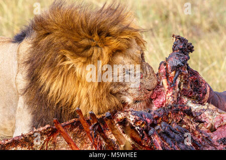 Männliche Löwe, Fleisch zu essen von einem toten Tier Stockfoto