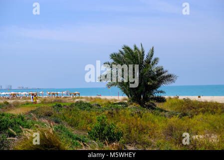 Kleine Datum Baum auf Saadiyat, öffentlichen Strand der Insel Saadiyat isoliert Stockfoto