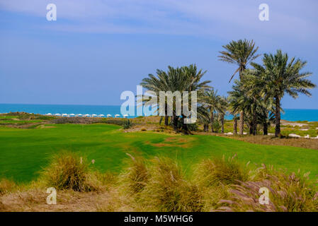 Termine/Palm Tree auf Saadiyat Island Golf Course, Abu Dhabi. Stockfoto