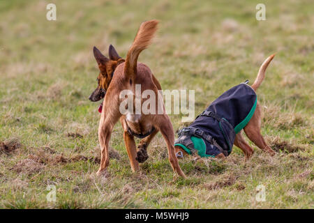 Zwei Hunde graben im Gras, sich gemeinsam amüsiert Stockfoto