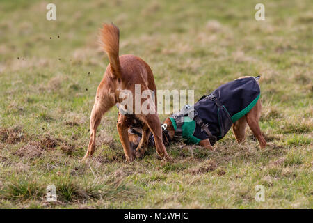 Zwei Hunde graben im Gras, sich gemeinsam amüsiert Stockfoto