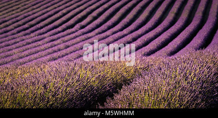 Lavendelfelder Plateau von Valensole Forcalquier Alpes-de-Haute-Provence Provence-Alpes-Cote d'Azur Frankreich Stockfoto