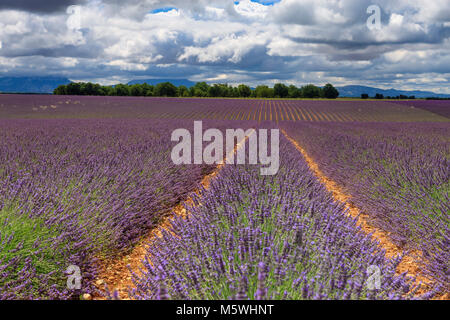 Lavendelfelder Valensole Brunet Forcalquier Alpes-de-Haute-Provence Provence-Alpes-Cote d'Azur Frankreich Stockfoto