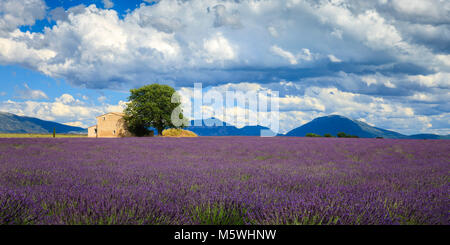 Lavendelfelder Plateau von Valensole Forcalquier Alpes-de-Haute-Provence Provence-Alpes-Cote d'Azur Frankreich Stockfoto