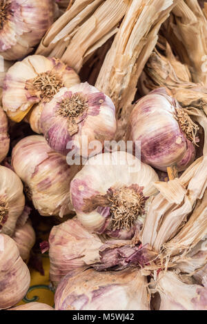 Knoblauch auf die Marktstände Apt Vaucluse Provence-Alpes-Côte d'Azur Frankreich Stockfoto