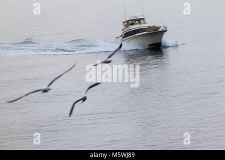 Drei Möwen in Formation über das Meer fliegen vor einer Yacht zwischen Athen und Volos an einem nebligen Tag Stockfoto