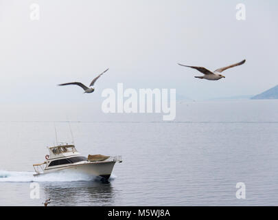 Drei Möwen fliegen über dem Meer vor einer Yacht zwischen Athen und Volos an einem nebligen Tag Stockfoto