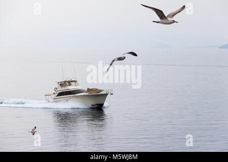 Drei Möwen fliegen über dem Meer vor einer Yacht zwischen Athen und Volos an einem nebligen Tag Stockfoto