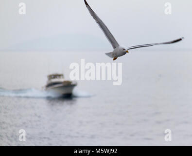 Eine Möwe über dem Meer vor einer Yacht zwischen Athen und Volos an einem nebligen Tag fliegen Stockfoto