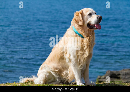 Schöne Golden Retriever Hund tragen turqiose Kragen in der Nähe des Strandes in Paleo Faliro, Athen, Griechenland sitzen Stockfoto