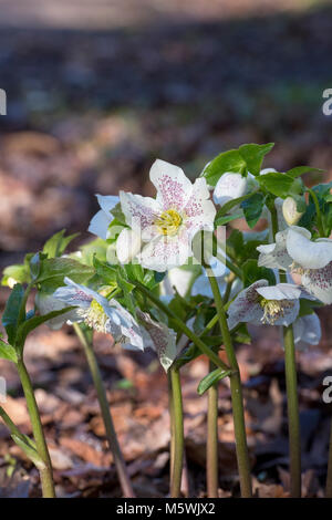 Helleborus × hybridus. Germer. Fastenzeit rose Stockfoto