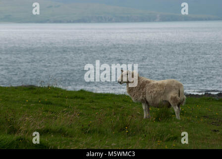Weidende Schafe auf der Isle of Eigg Cleadale Stockfoto